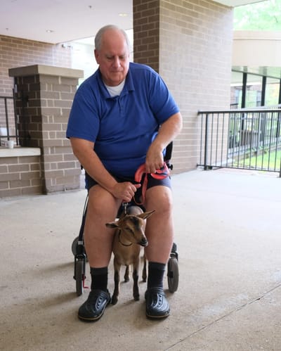 Resident interacting with a goat in a facility corridor