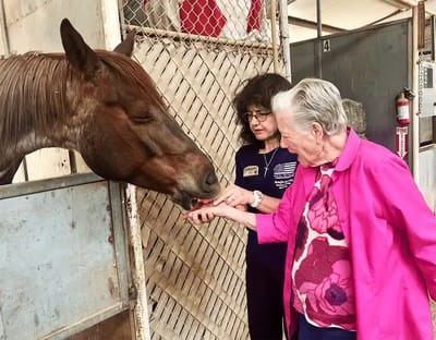 Resident interacting with a horse in a care setting