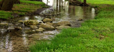 A peaceful stream surrounded by greenery.