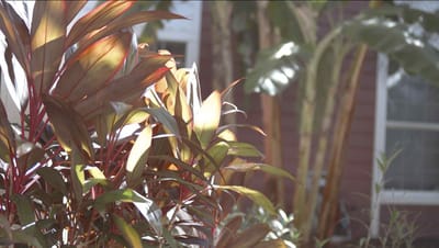Close-up of vibrant plants in an outdoor space.