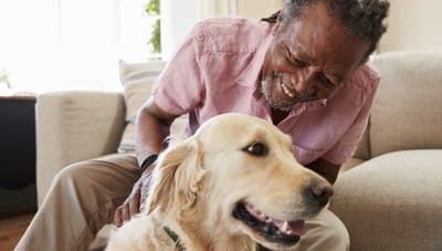 Senior man enjoying time with a golden retriever.