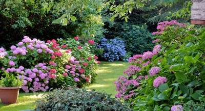 Lush garden with colorful flowers