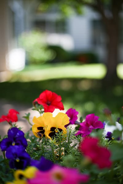 Colorful flowers in a garden setting