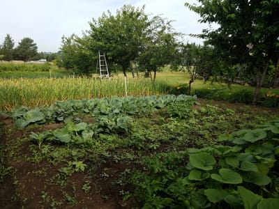 A vegetable garden with various plants and trees