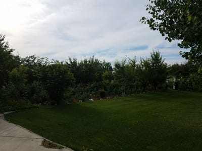 Lush garden area with green grass and trees
