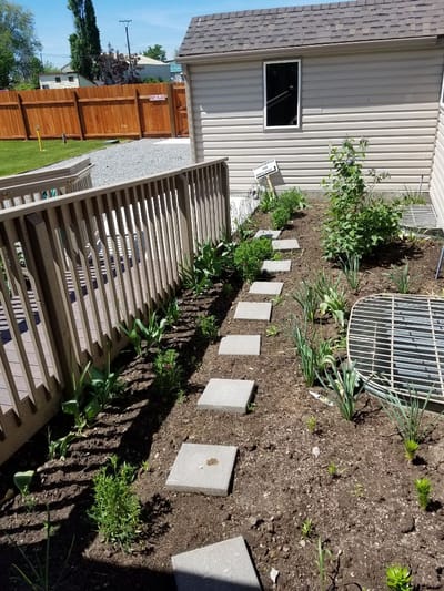 Garden pathway with growing plants and steps