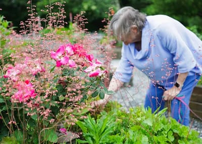 Resident gardening among vibrant flowers