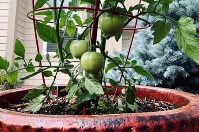 Tomato plant with green tomatoes in a pot