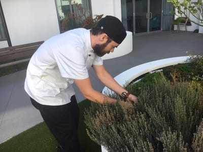 Staff member tending to herbs in an outdoor garden