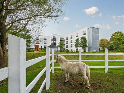 Verdishave, retirement home in Copenhagen, DK — Miniature horse near a modern senior living facility