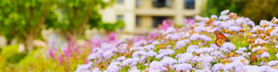 Vibrant flowers with a butterfly and facility in background.