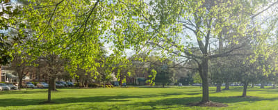 Sunny outdoor space with trees and lawn