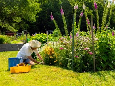 Resident gardening in a vibrant flower garden