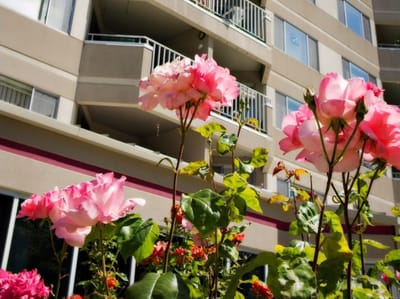 Colorful flowers in front of a multi-story building