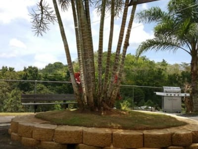 Outdoor space with palm trees and grill area