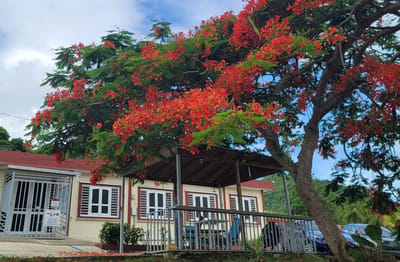 Exterior view of a building with vibrant flowering tree
