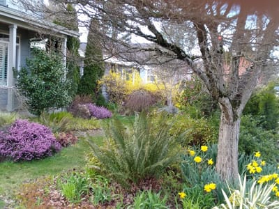 Beautiful outdoor garden with various flowers and greenery