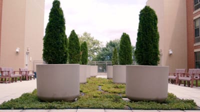 Outdoor garden area with potted evergreen trees