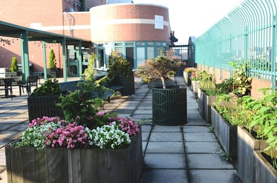 Garden area with planters on a rooftop patio