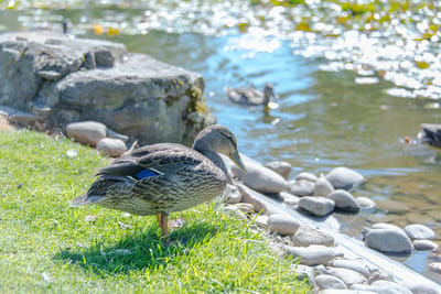 A duck by the water's edge in a garden