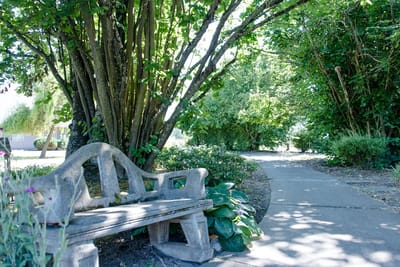 Peaceful outdoor bench under trees in garden