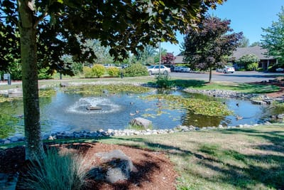 A serene pond with a fountain in a garden setting
