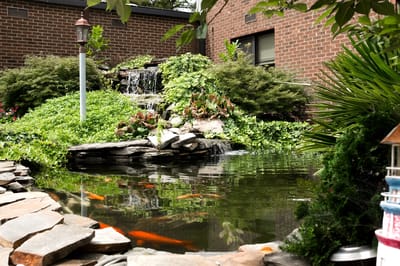 Outdoor pond with waterfall and greenery