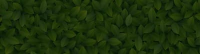 Abstract green leaf pattern background