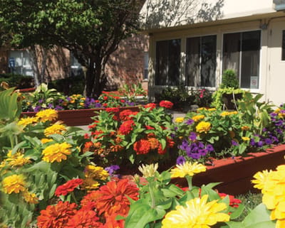 Colorful flowers in the facility's garden