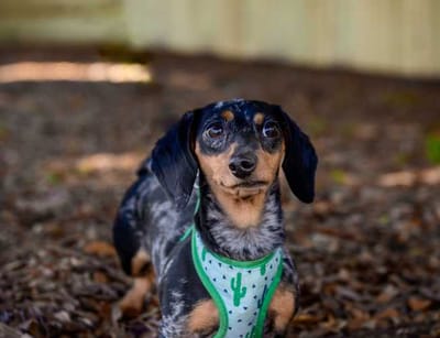 A dachshund in a garden setting