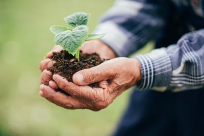 Hands holding a small plant sprout.