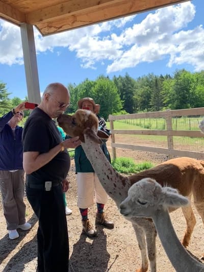 Residents interacting with alpacas in an outdoor space