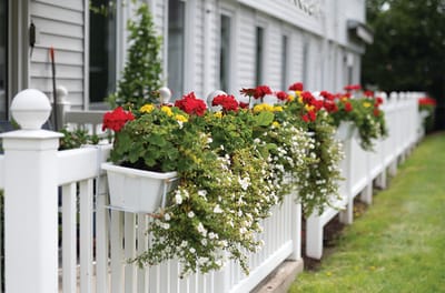 Flowering plants on a white picket fence