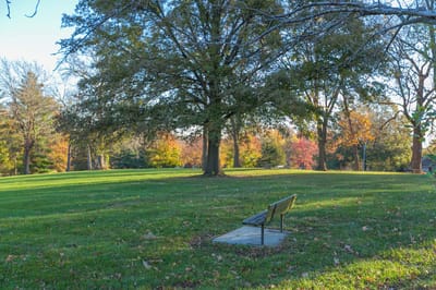 A serene park area with a bench under a large tree