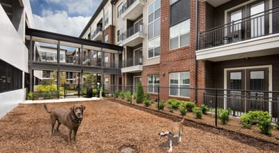 Two dogs in a courtyard with residential buildings