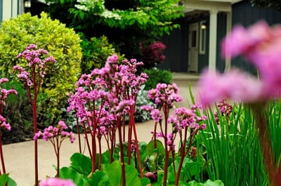 Vibrant pink flowers in a garden pathway