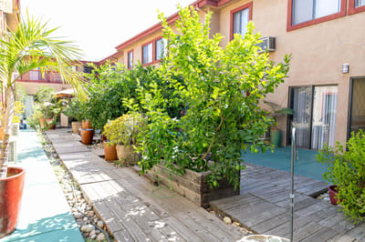 Garden walkway surrounded by greenery and plants