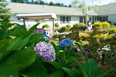 Flowering plants in the garden with residents in the background.