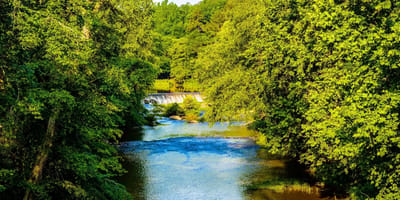 Scenic view of a river surrounded by trees.