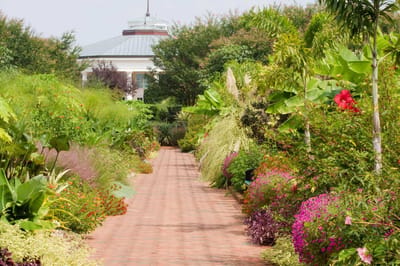Lush garden pathway with vibrant flowers