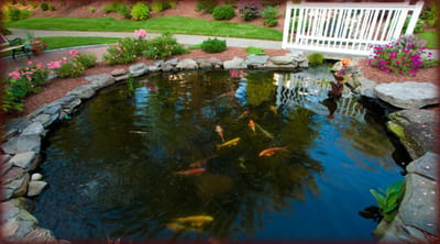Beautiful outdoor pond with koi fish and landscaped gardens