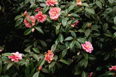 Close-up of pink flowers among green leaves