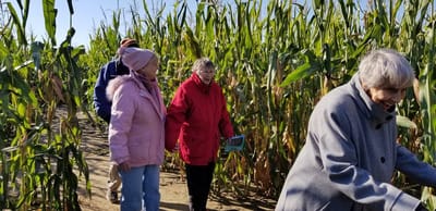 Residents enjoying a walk through a corn maze