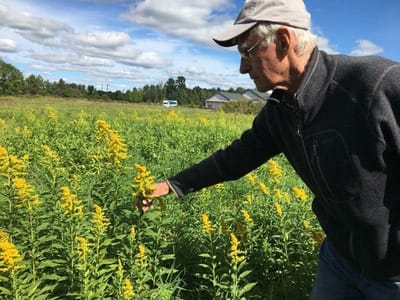 A man in a field of yellow flowers, enjoying nature.
