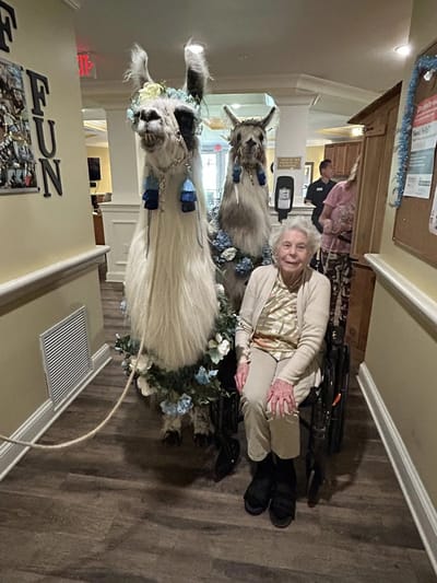 Resident enjoying time with festive llamas in a hallway