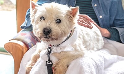A small dog sitting on a resident's lap