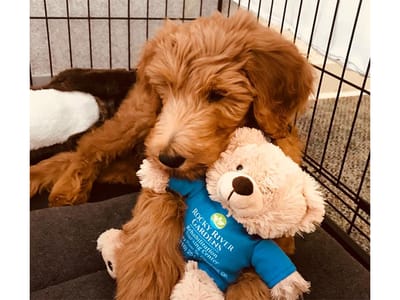 A dog holding a bear with the facility's logo shirt