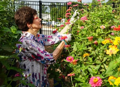 Resident gardening among colorful flowers