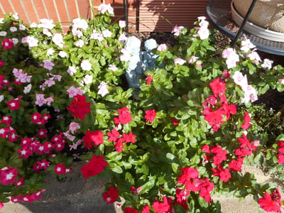Colorful flowers in a garden area