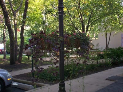 Hanging flower pots in a green outdoor area